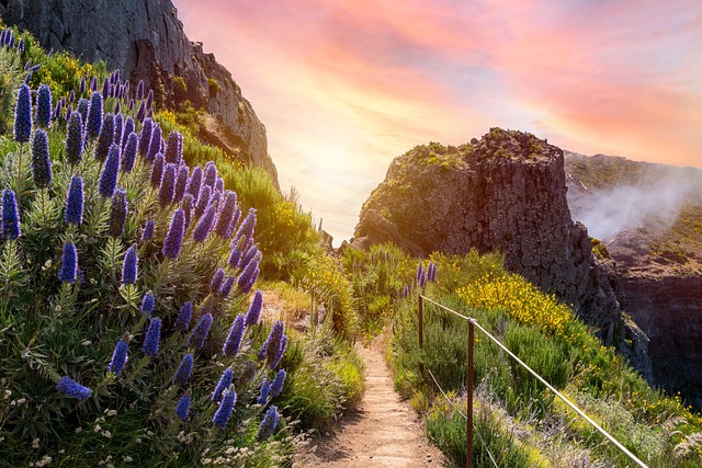 madeira island, portugal - Ultimate passport portfolio asset 1