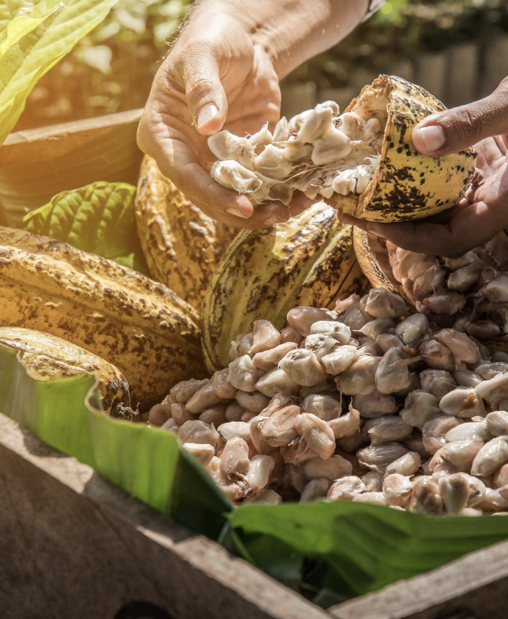 Vanuatu Cocoa Investment Fund